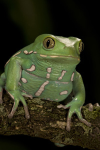 waxy frog